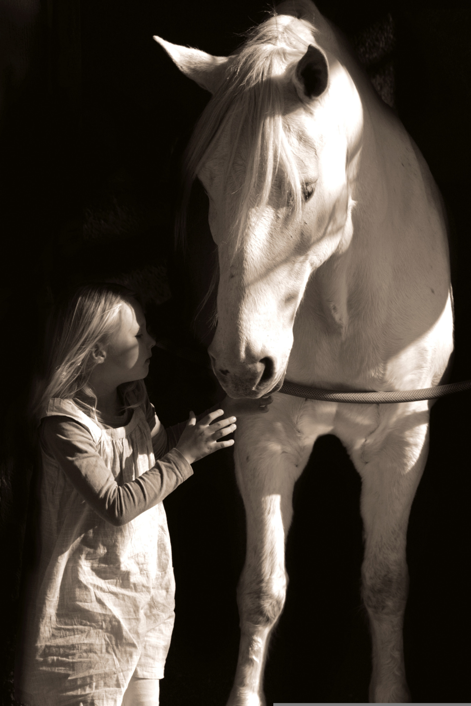 Cheval libre dans la nature