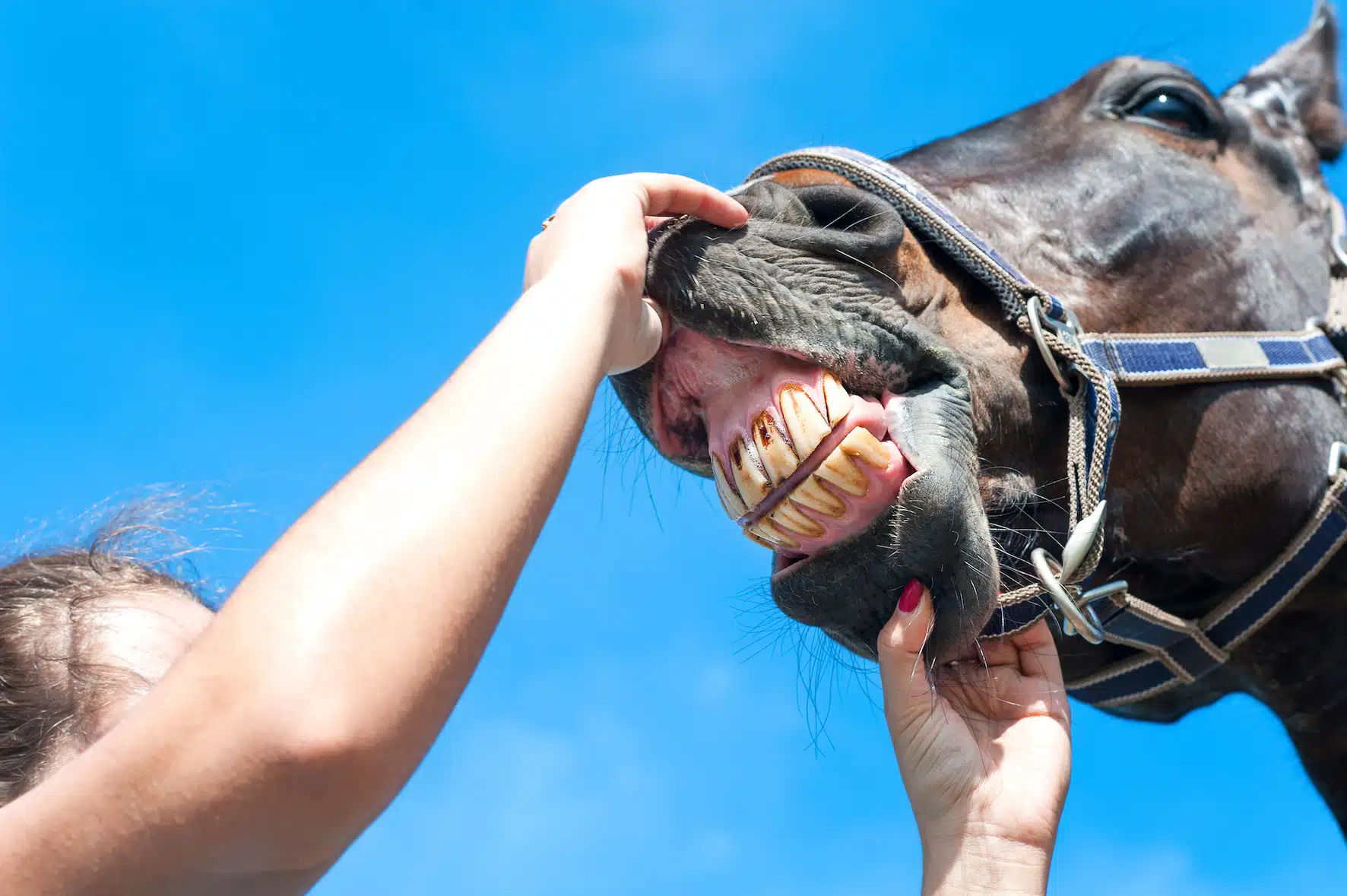 Origine des dents de loup