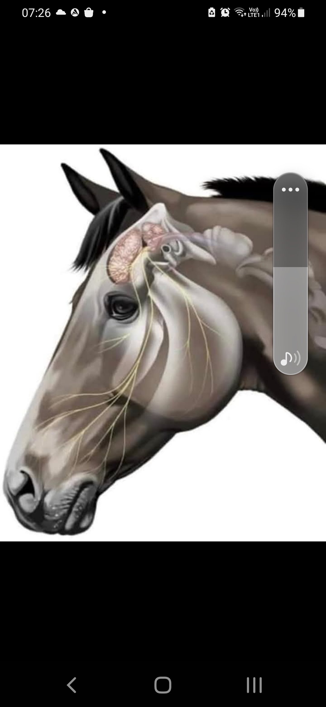 15 faits fascinants sur le cerveau des chevaux
