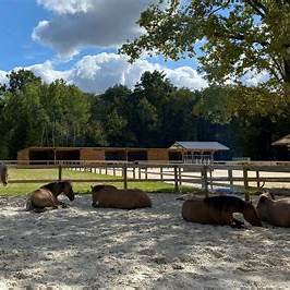 Le bien-être équin : Comprendre et promouvoir le bonheur des chevaux